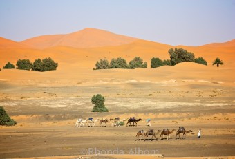 Camels in the desert outside of Merzouga Morocco